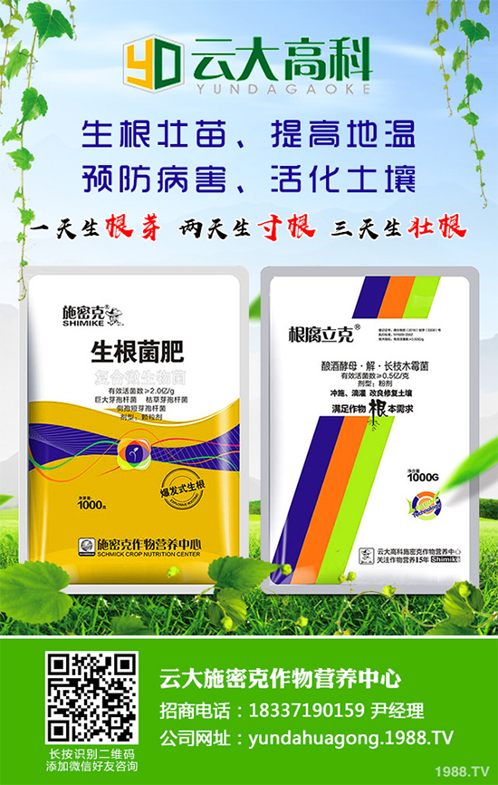 冬季能移植白皮松嗎?白皮松冬季移植攻略