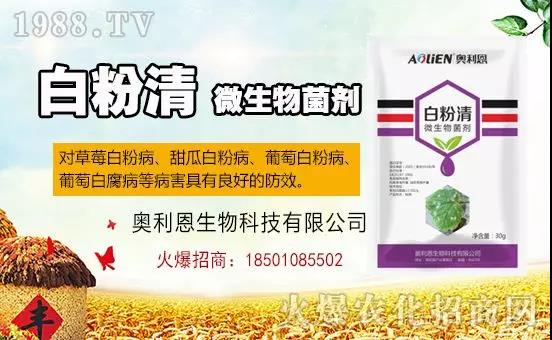 白粉病“反復(fù)難纏”? 記住這個藥,高效防治白粉病,鏟除!