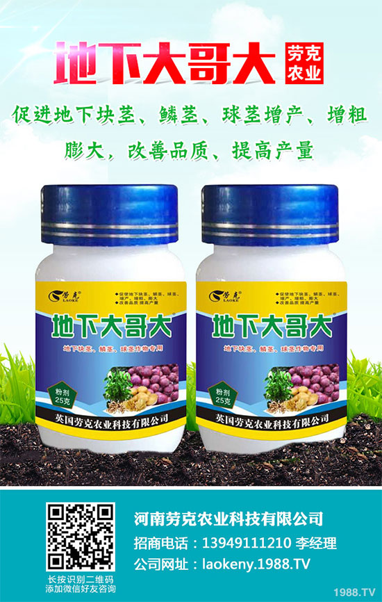 芥菜有哪些營養(yǎng)價(jià)值?吃芥菜有哪些好處?芥菜的功效與作用