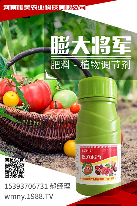 秋季棚室的管理內(nèi)容，秋季大棚蔬菜種植注意事項(xiàng)！