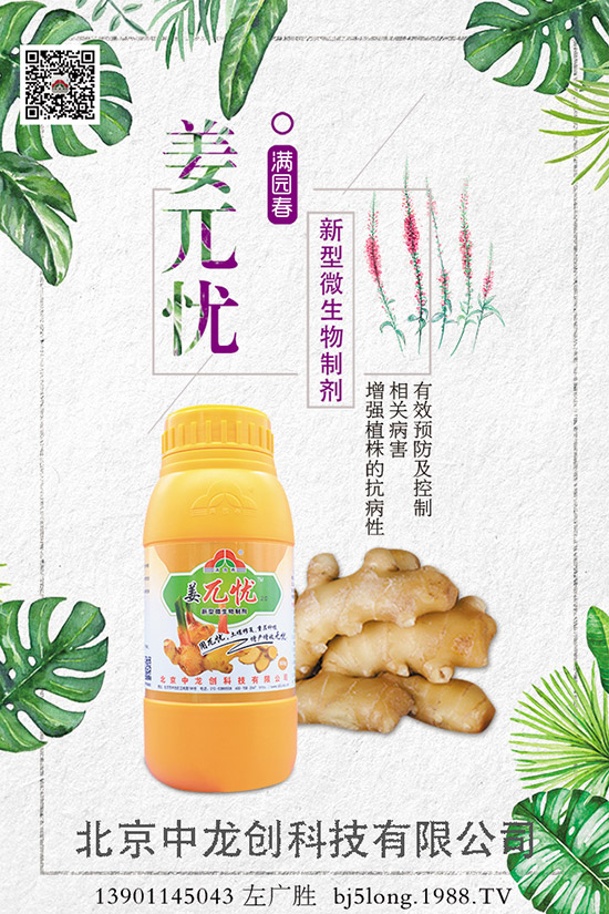 生姜施肥的方法有哪些,如何施肥才能高產(chǎn)?生姜施肥技巧!