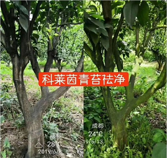 神奇除青苔劑!,不反彈!干凈,青苔無(wú)蹤!