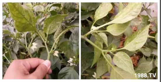     ���θ߿��԰׷�ʭ�������x����һ���Ɣ�