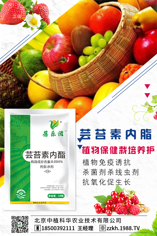 枸杞要怎么種植?枸杞水肥管理要點!