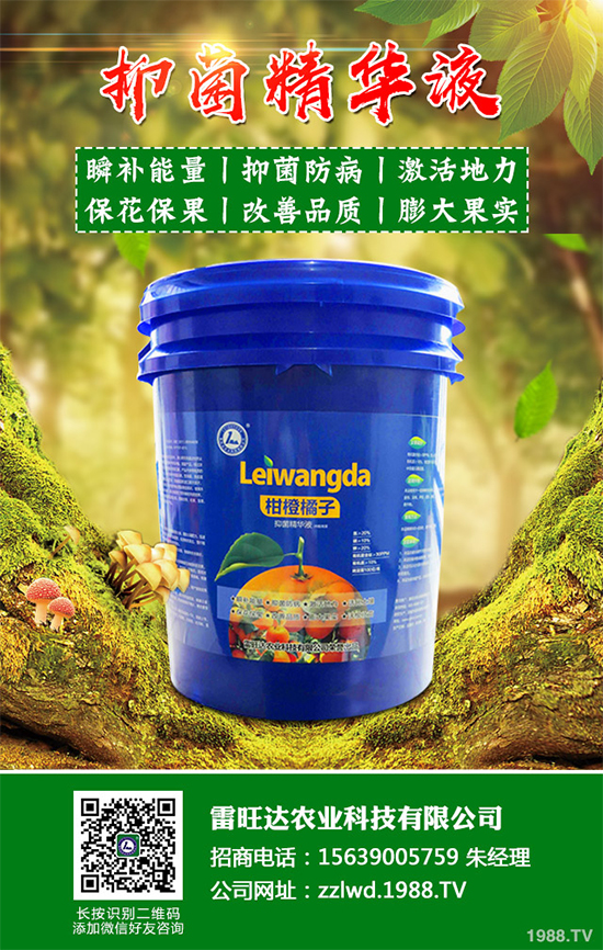 魚腥草市場價格多少錢一斤?2020年魚腥草的種植效益分析