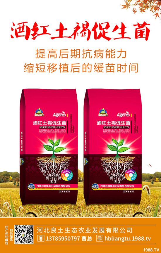 莧菜什么時(shí)候種植較好?莧菜的種植技術(shù)與田間管理