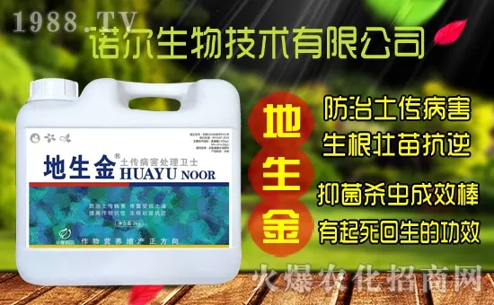 黃花菜種子怎么采集?黃花菜種苗價格多少錢一株?