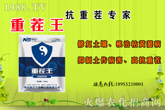 ɽ��ʲô����(ji��)������ɽ�����Ҫ�a(ch��n)������������ôʳ�ã�