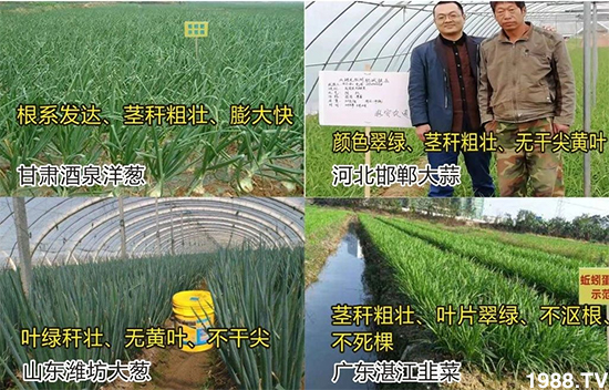 水溶肥市場大變革!?海藻精、魚蛋白將被它代替!1000多用戶鼎力推薦!