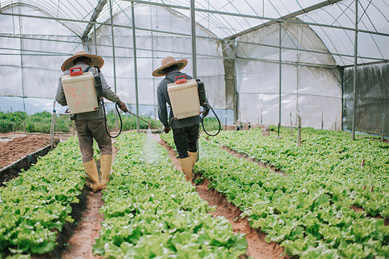 重磅!第七屆成都種業(yè)博覽會定檔11月18日