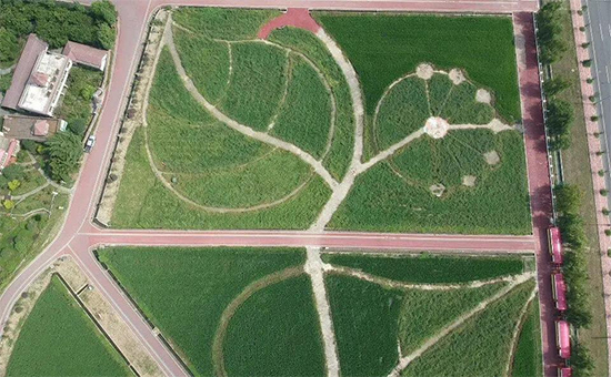 重磅!第七屆成都種業(yè)博覽會定檔11月18日