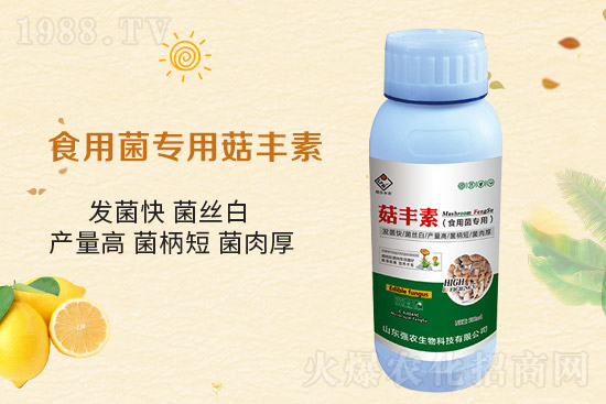 平菇栽培要點,需要注意哪些事項?