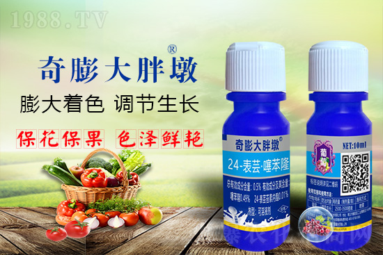 “作物要高產(chǎn),膨果是關(guān)鍵!”果實(shí)膨大快、轉(zhuǎn)色好、賣相佳,后期的產(chǎn)量和品質(zhì)才有。近來許多的果農(nóng)菜農(nóng)紛紛反映自家的作物坐不住果、膨果慢甚至不膨果,即便膨果,后期軟果空果等情況頻繁發(fā)生,