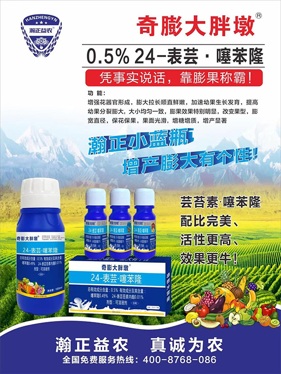 “作物要高產(chǎn),膨果是關(guān)鍵!”果實(shí)膨大快、轉(zhuǎn)色好、賣相佳,后期的產(chǎn)量和品質(zhì)才有。近來許多的果農(nóng)菜農(nóng)紛紛反映自家的作物坐不住果、膨果慢甚至不膨果,即便膨果,后期軟果空果等情況頻繁發(fā)生,