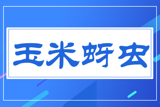 玉米蚜蟲(chóng)