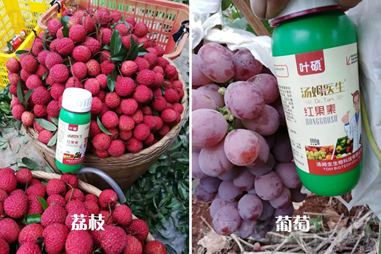 �t���ء�ֻ���D(zhu��n)ɫ�������D(zhu��n)ɫ���������߼t���ó���