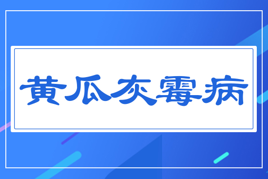 黃瓜灰霉病